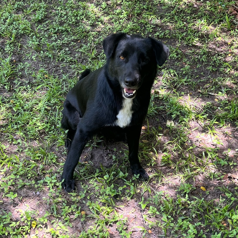 Urgent sale for vet bills